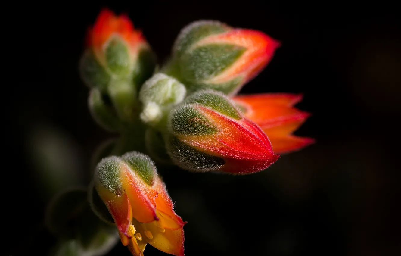 Photo wallpaper flowers, nature, background