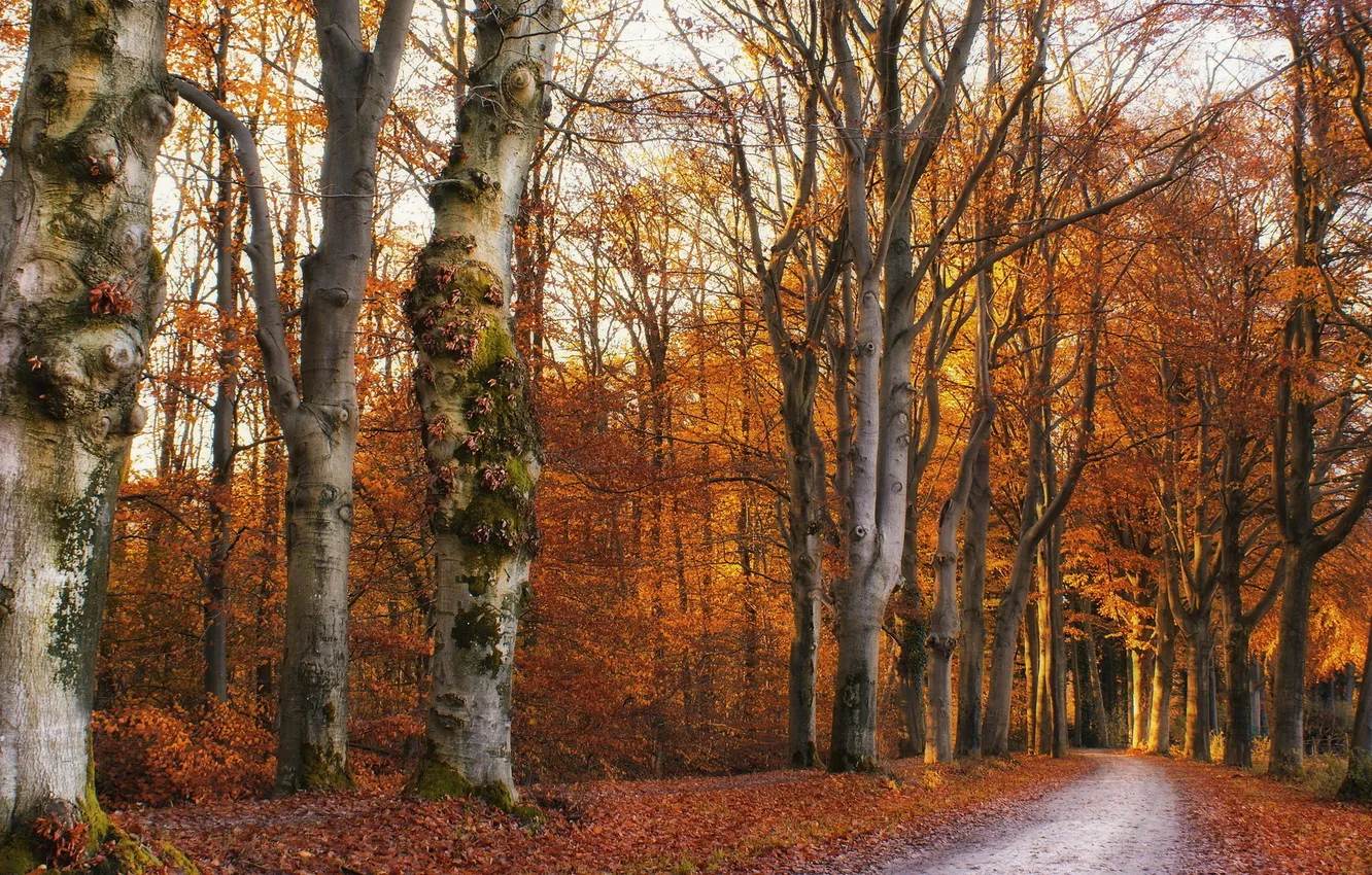 Photo wallpaper road, autumn, forest, nature