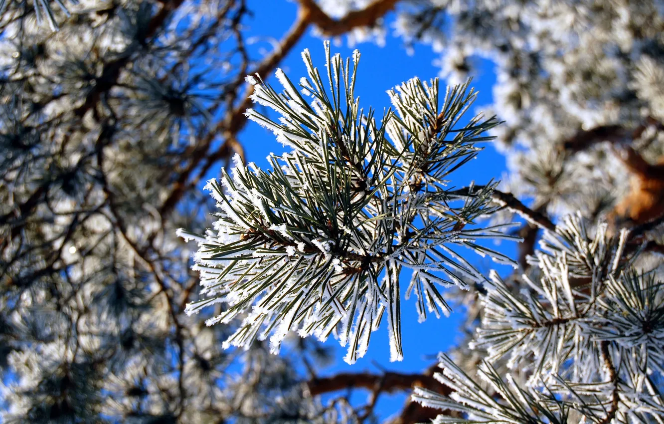 Photo wallpaper forest, macro, snow, needles, branches, frost, needles