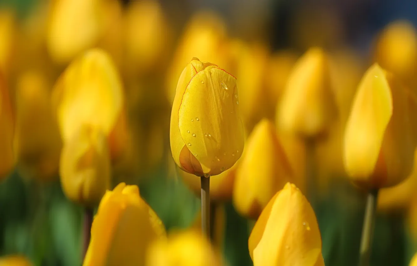 Photo wallpaper flowers, spring, yellow, tulips