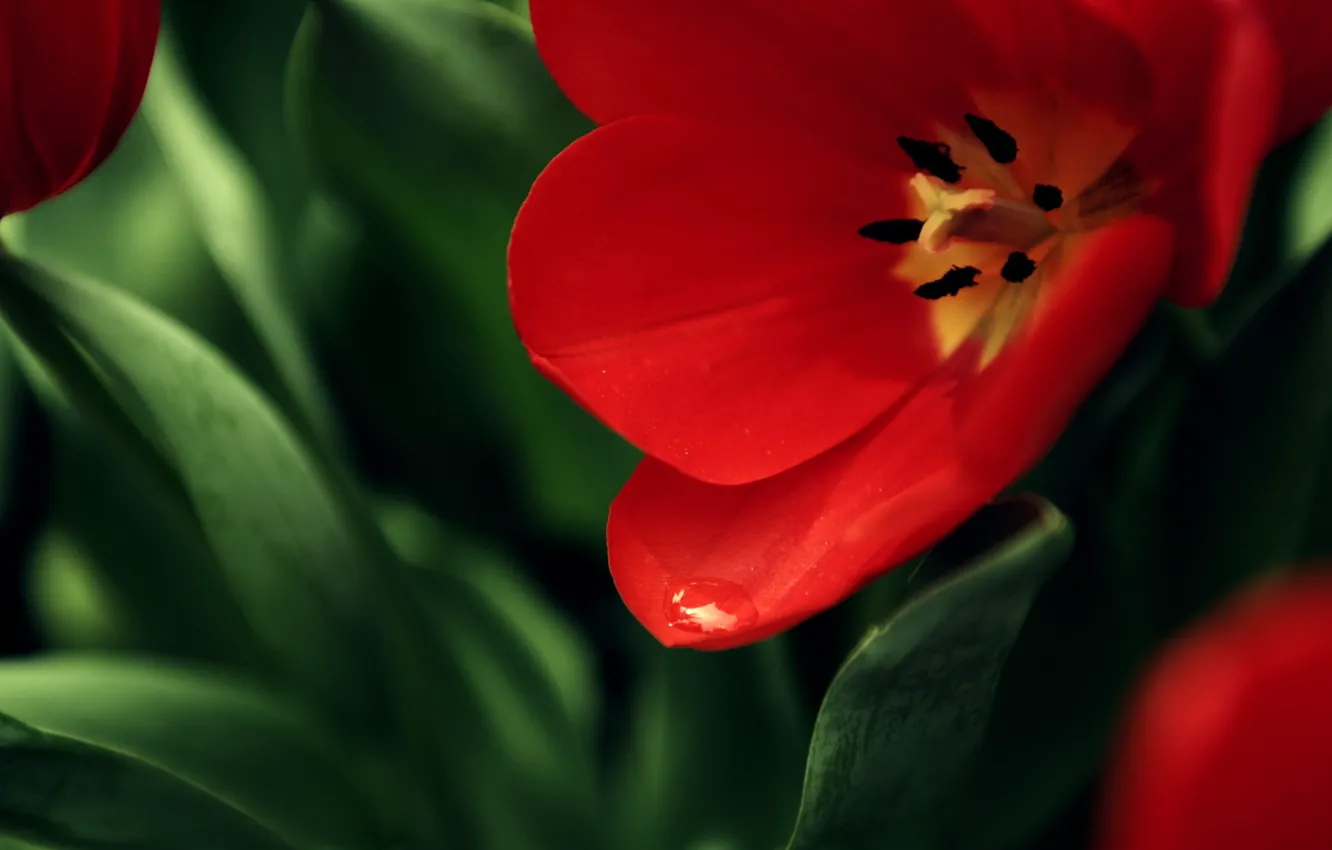 Photo wallpaper flower, red, background, Mac