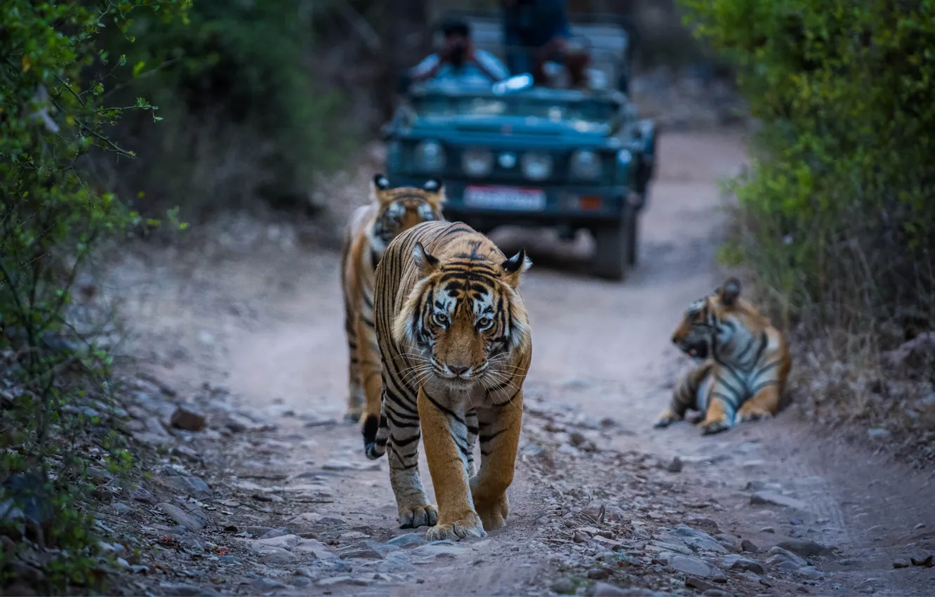 Photo wallpaper road, tiger, predator, India, car, big cats, India, Ranthambore national Park