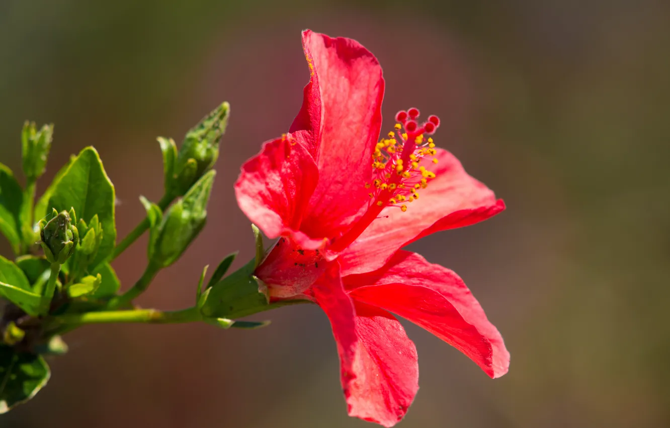 Photo wallpaper leaves, macro, nature, petals, hibiscus