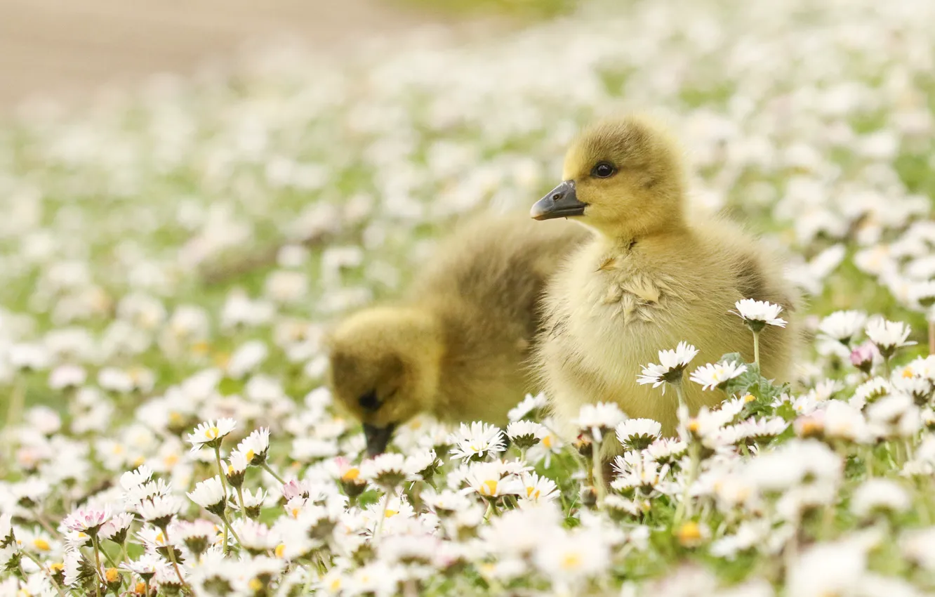Photo wallpaper flowers, nature, kids, clearing, geese