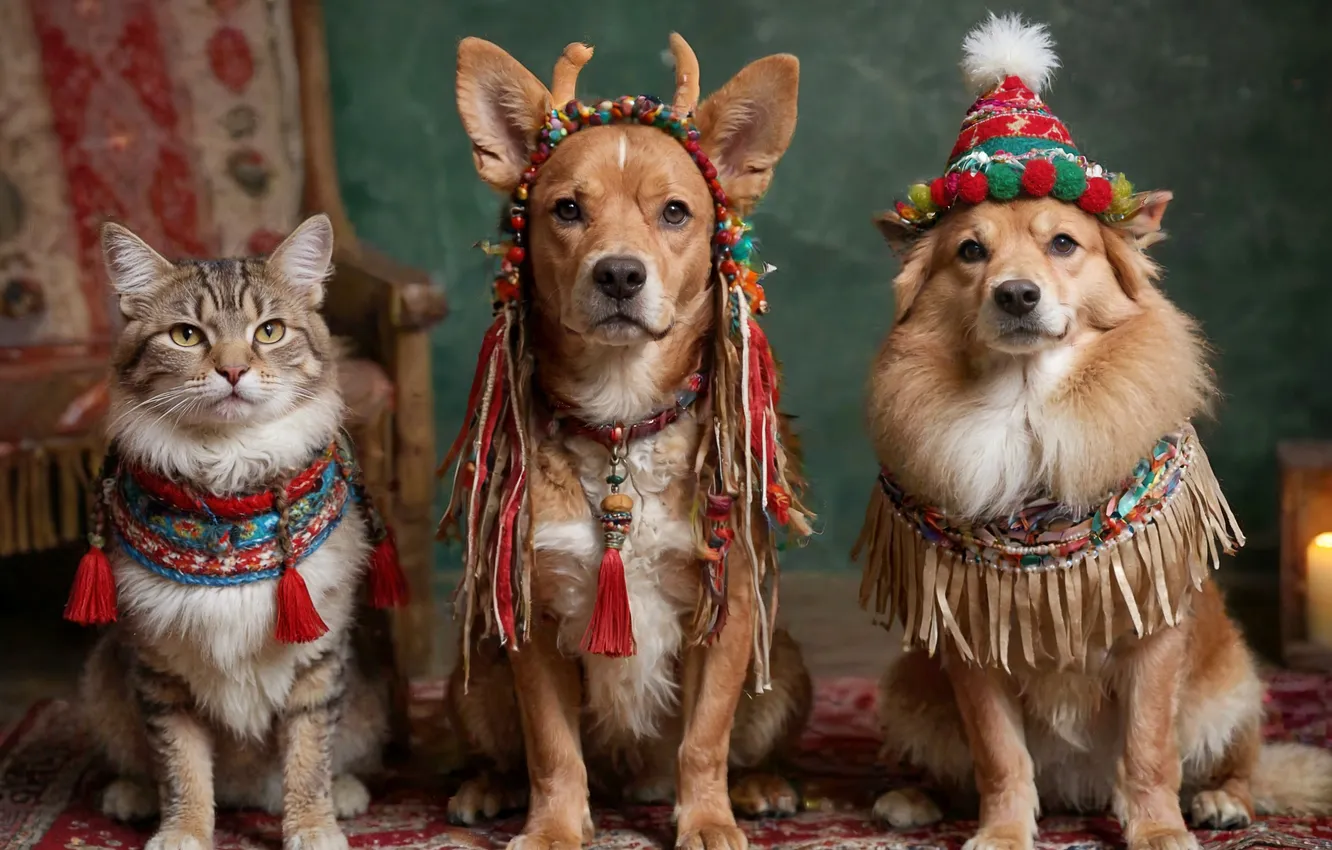 Photo wallpaper cat, cat, look, new year, dog, chair, deer, Christmas