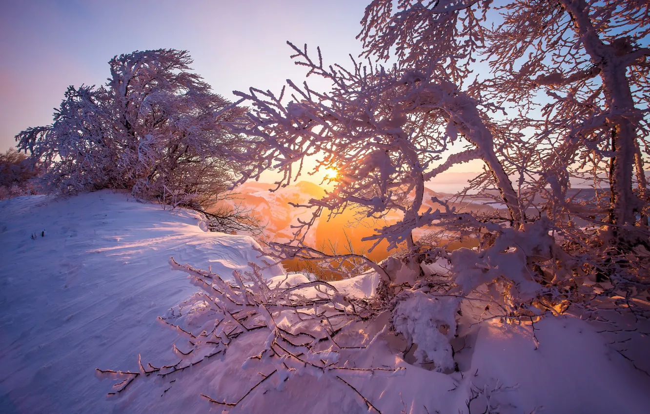 Photo wallpaper winter, snow, trees, sunrise, dawn, morning, Switzerland, Switzerland