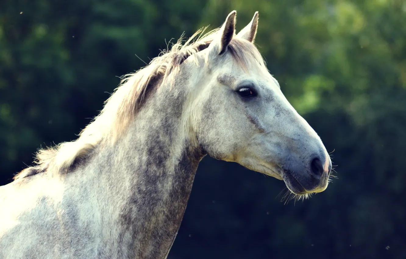 Photo wallpaper face, horse, horse, head, mane, profile