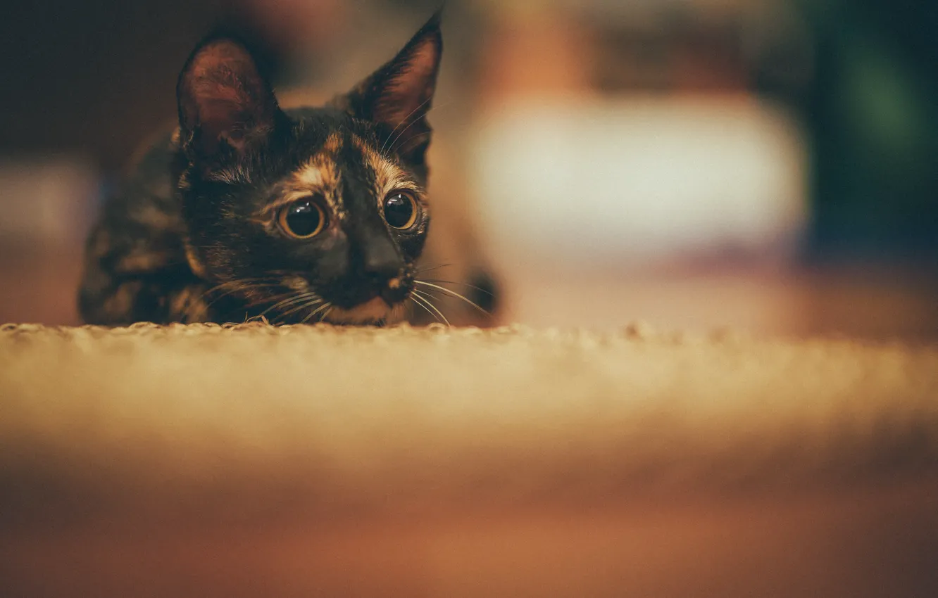 Photo wallpaper eyes, look, cat