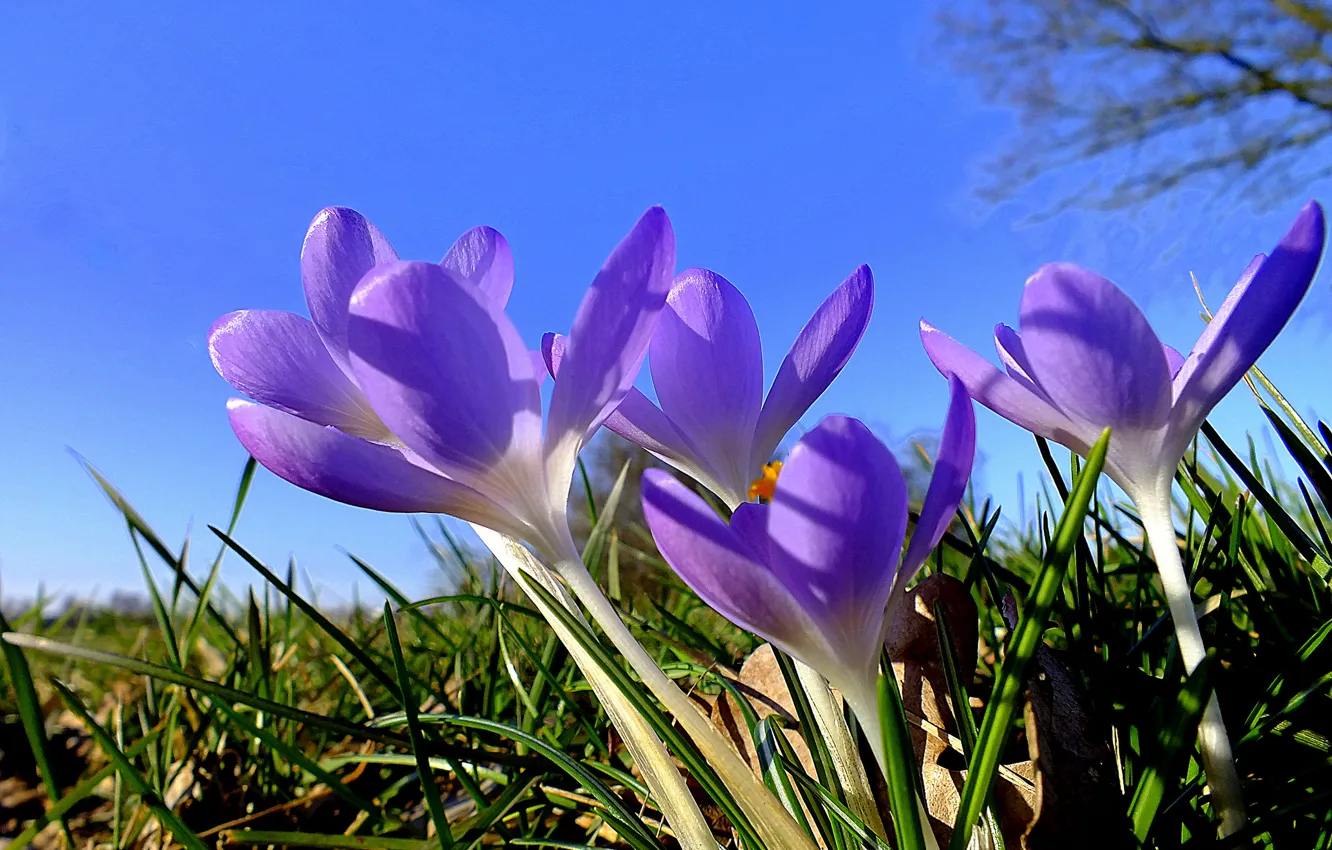 Photo wallpaper the sky, grass, nature, petals, crocuses