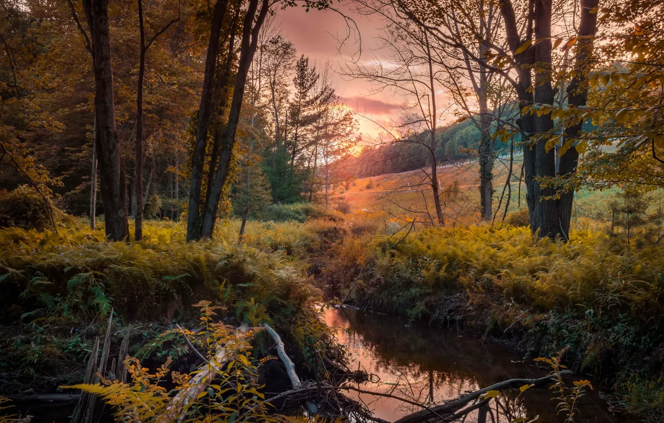 Photo wallpaper autumn, forest, river