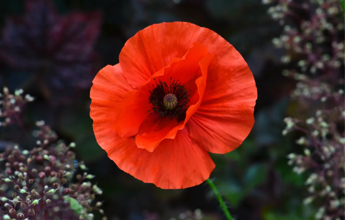 Photo wallpaper macro, nature, Mac, petals