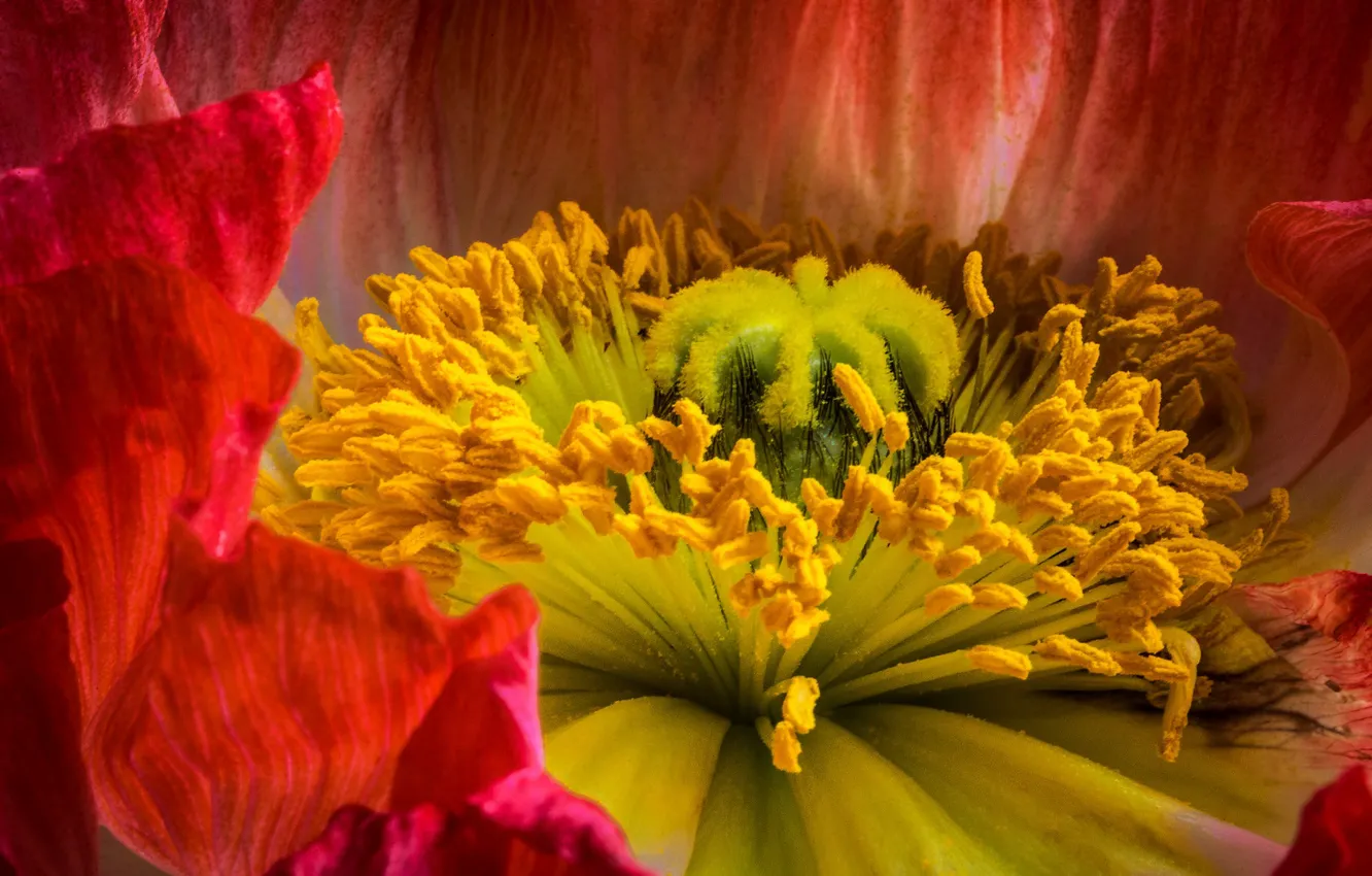 Photo wallpaper flower, macro, flowers, close-up, red, Mac, stamens, pistil