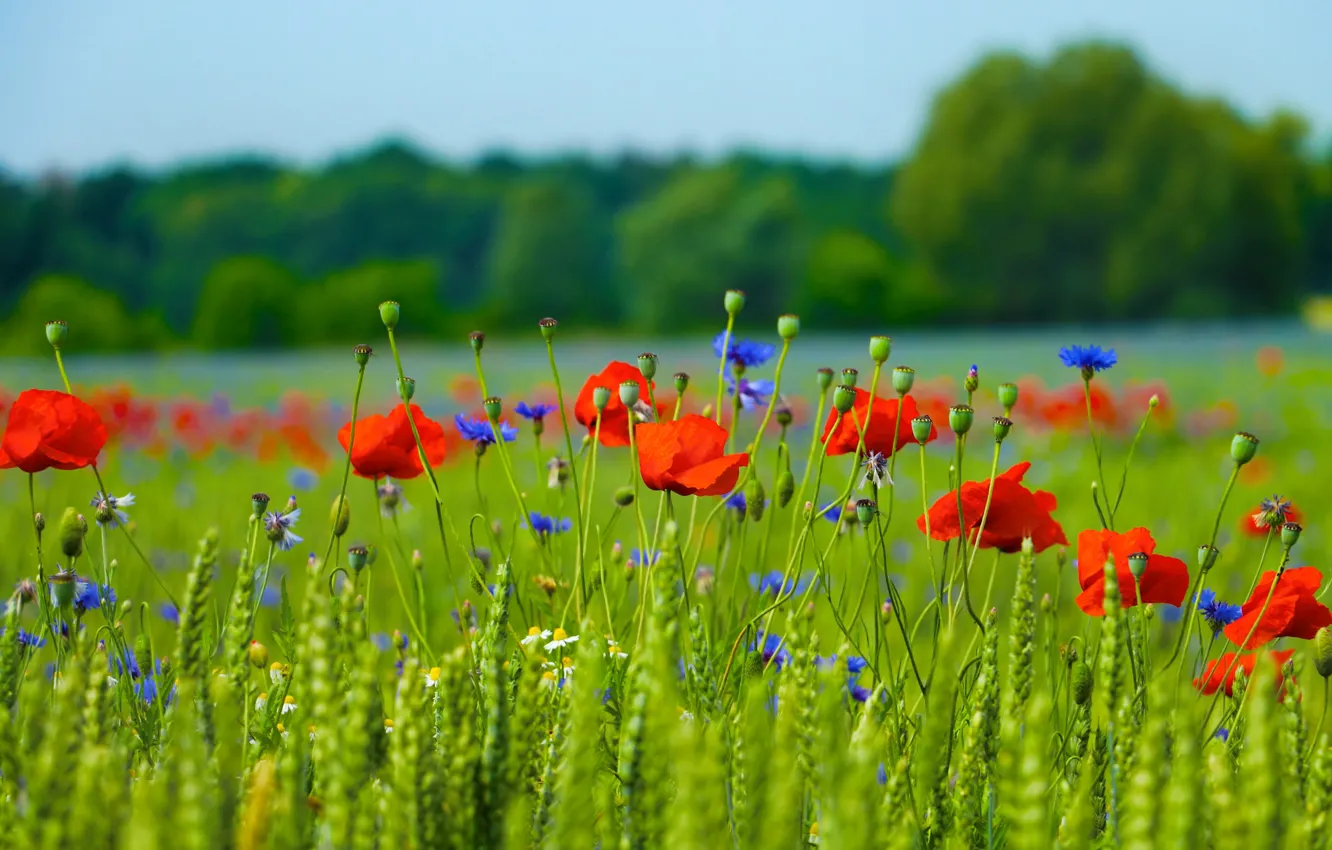 Photo wallpaper field, nature, Maki, petals, meadow