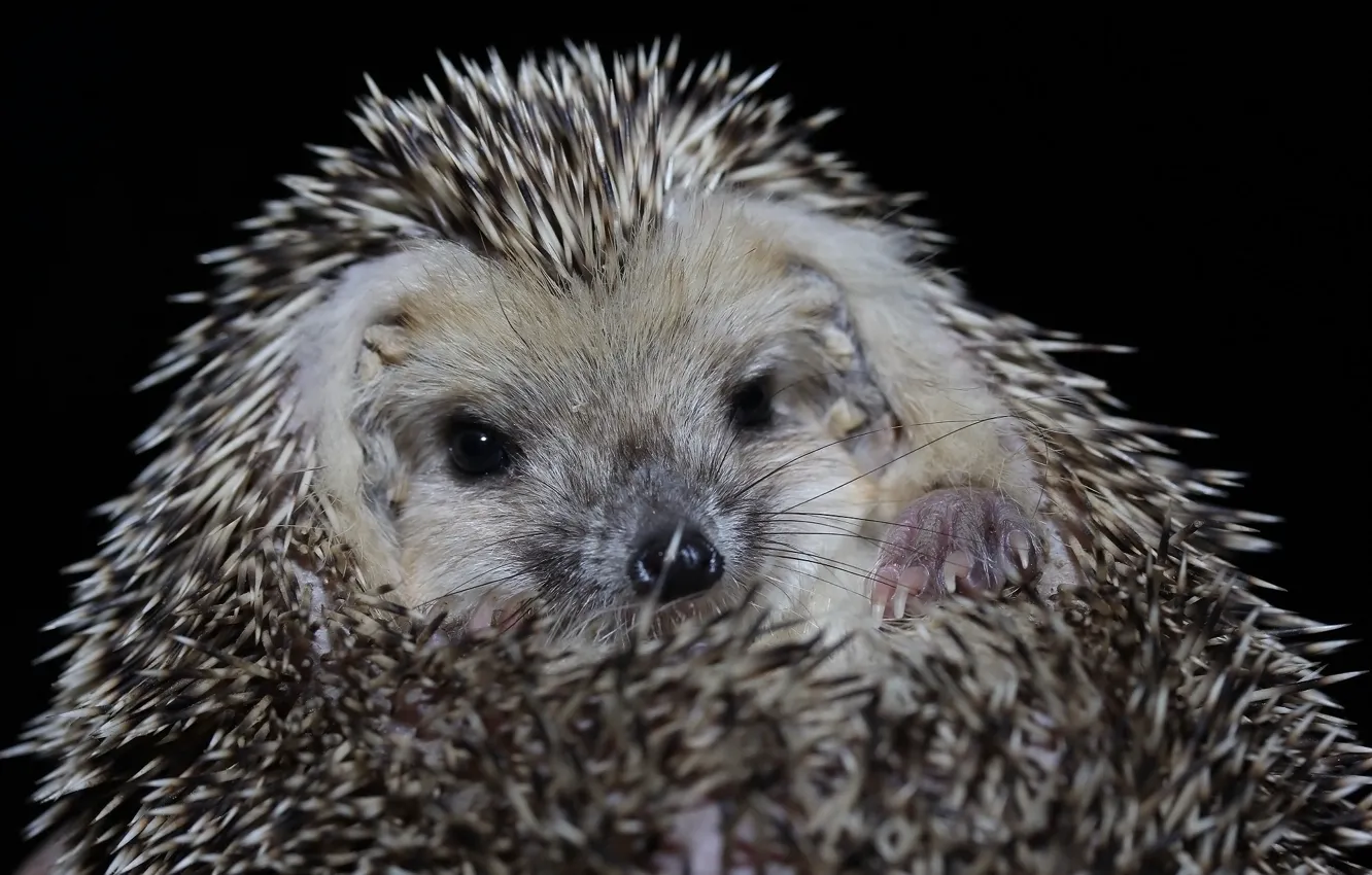Photo wallpaper background, barb, face, hedgehog