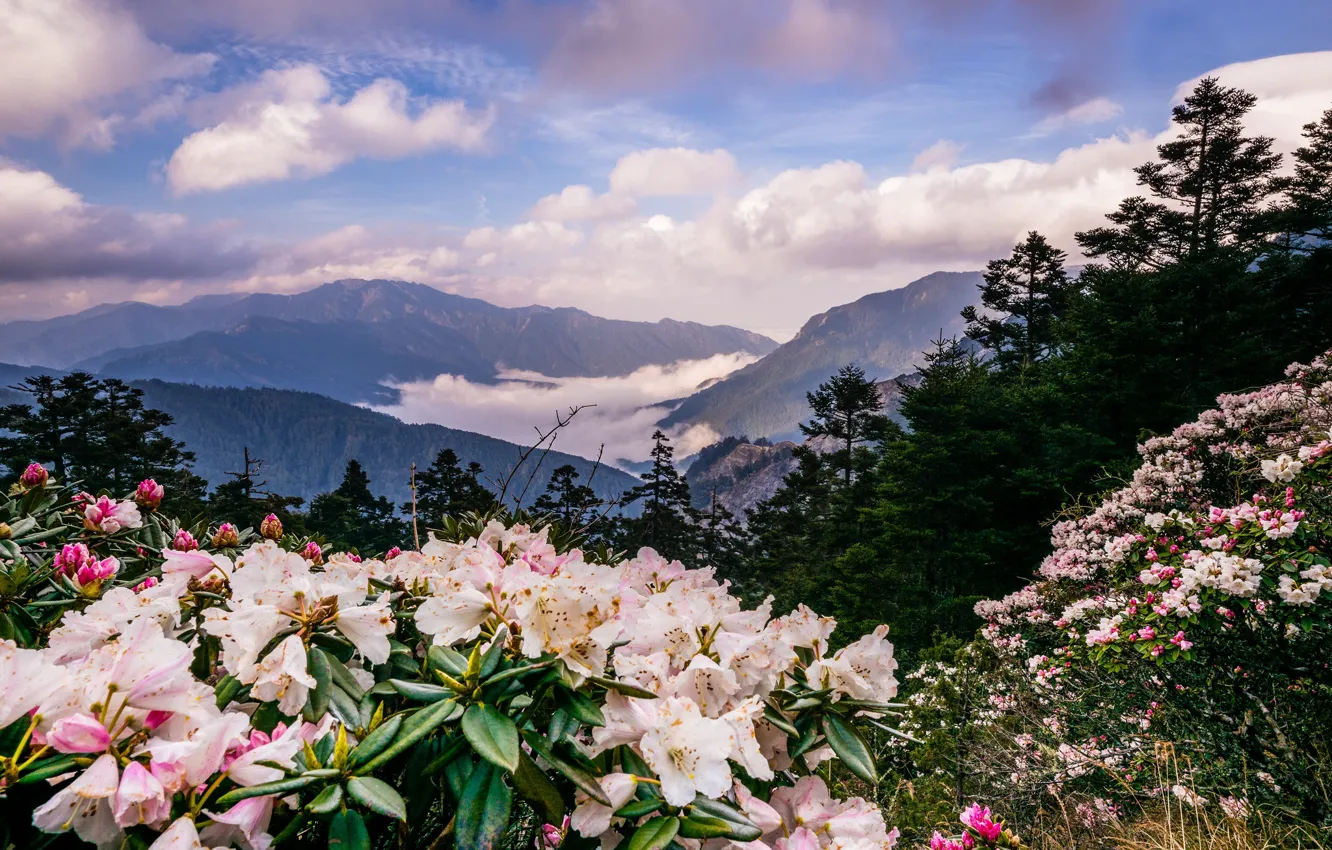 Photo wallpaper the sky, clouds, trees, landscape, flowers, mountains, nature, fog