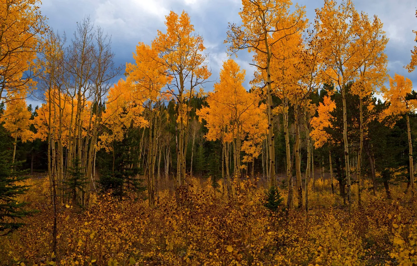 Photo wallpaper autumn, forest, the sky, clouds, trees