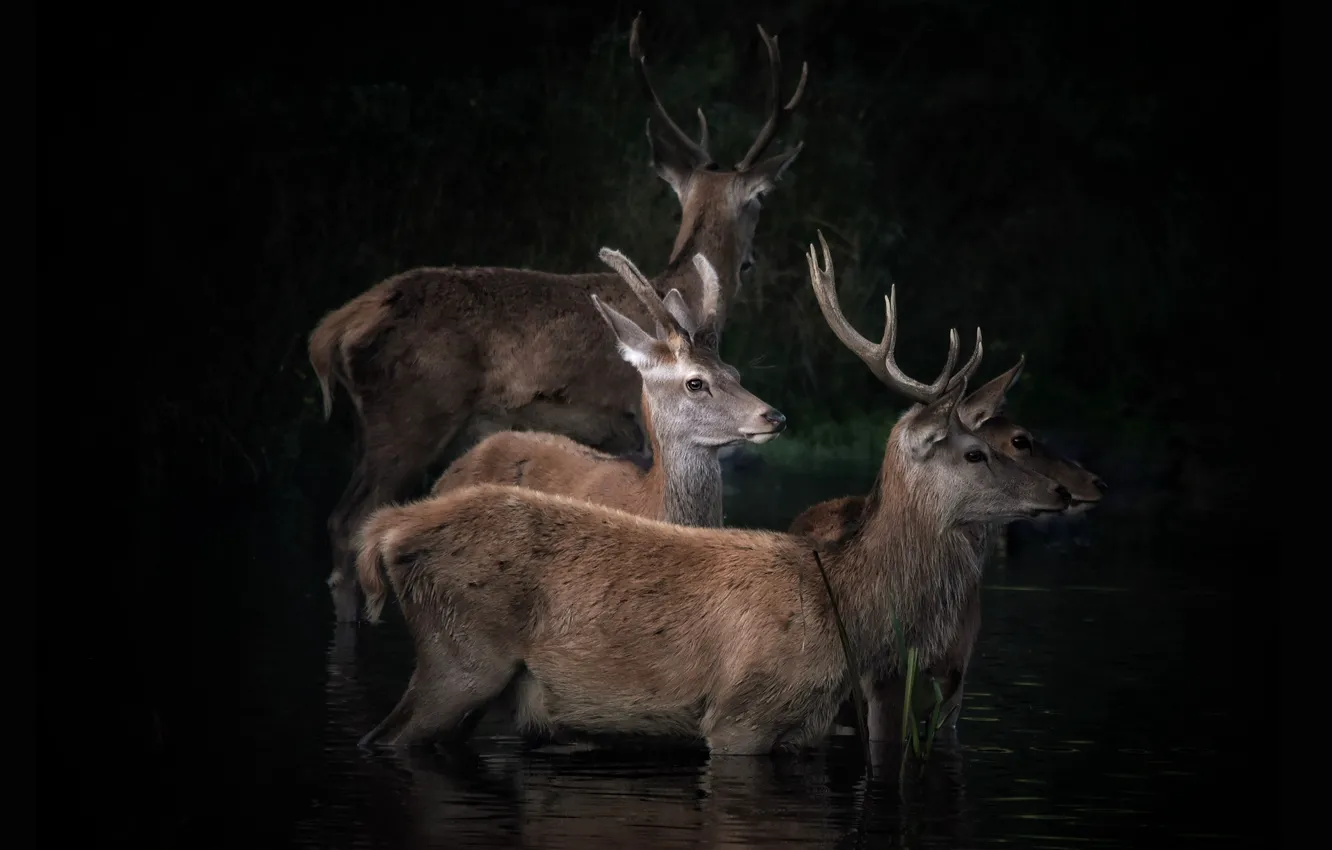 Photo wallpaper deer, black background, pond, the herd