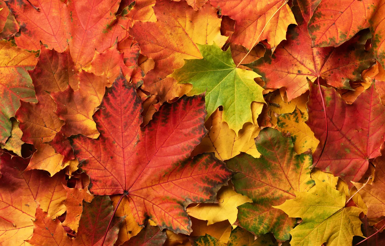Photo wallpaper autumn, leaves, background, colorful, maple, autumn, leaves, maple
