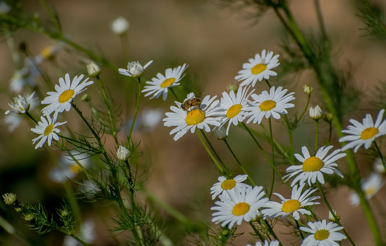 Photo wallpaper autumn, flowers, nature, chamomile