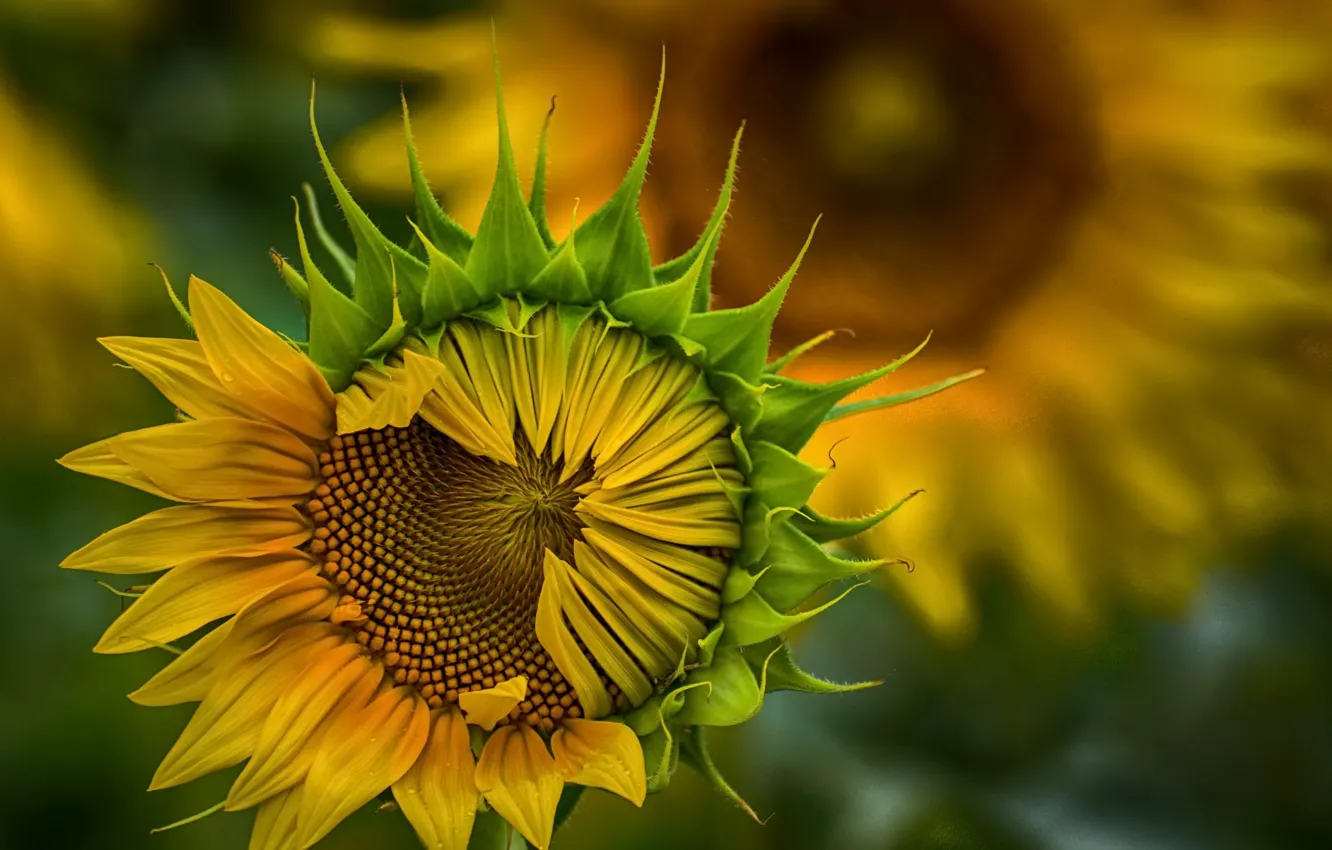 Photo wallpaper summer, sunflowers, nature