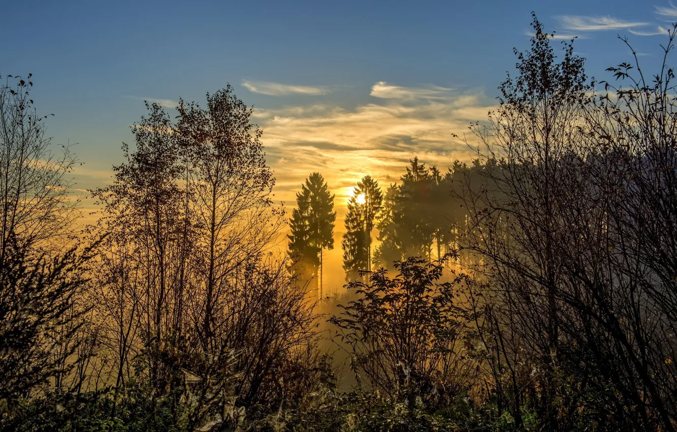 Photo wallpaper forest, the sun, landscape, nature, fog, sunrise, beauty, morning