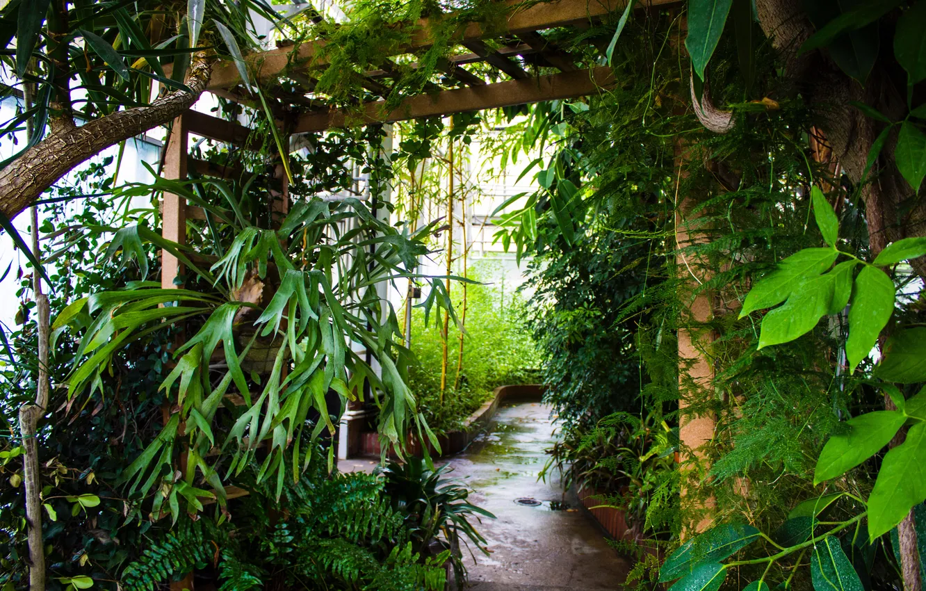 Photo wallpaper trees, nature, palm trees, plants, fern, trees, nature, vines