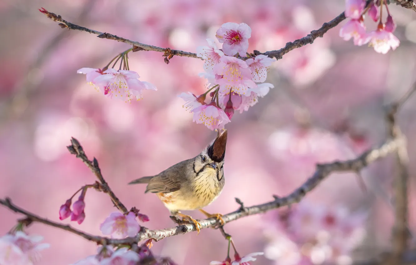 Photo wallpaper bird, spring, tit