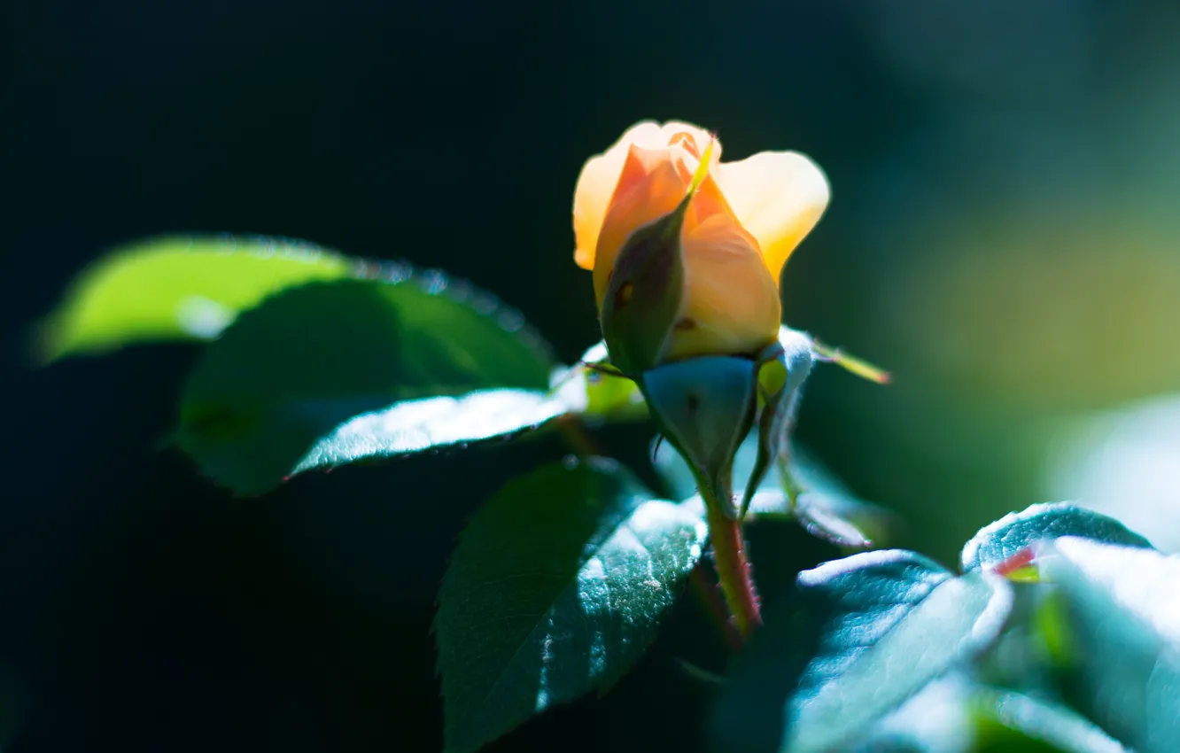 Photo wallpaper yellow, rose, Bud