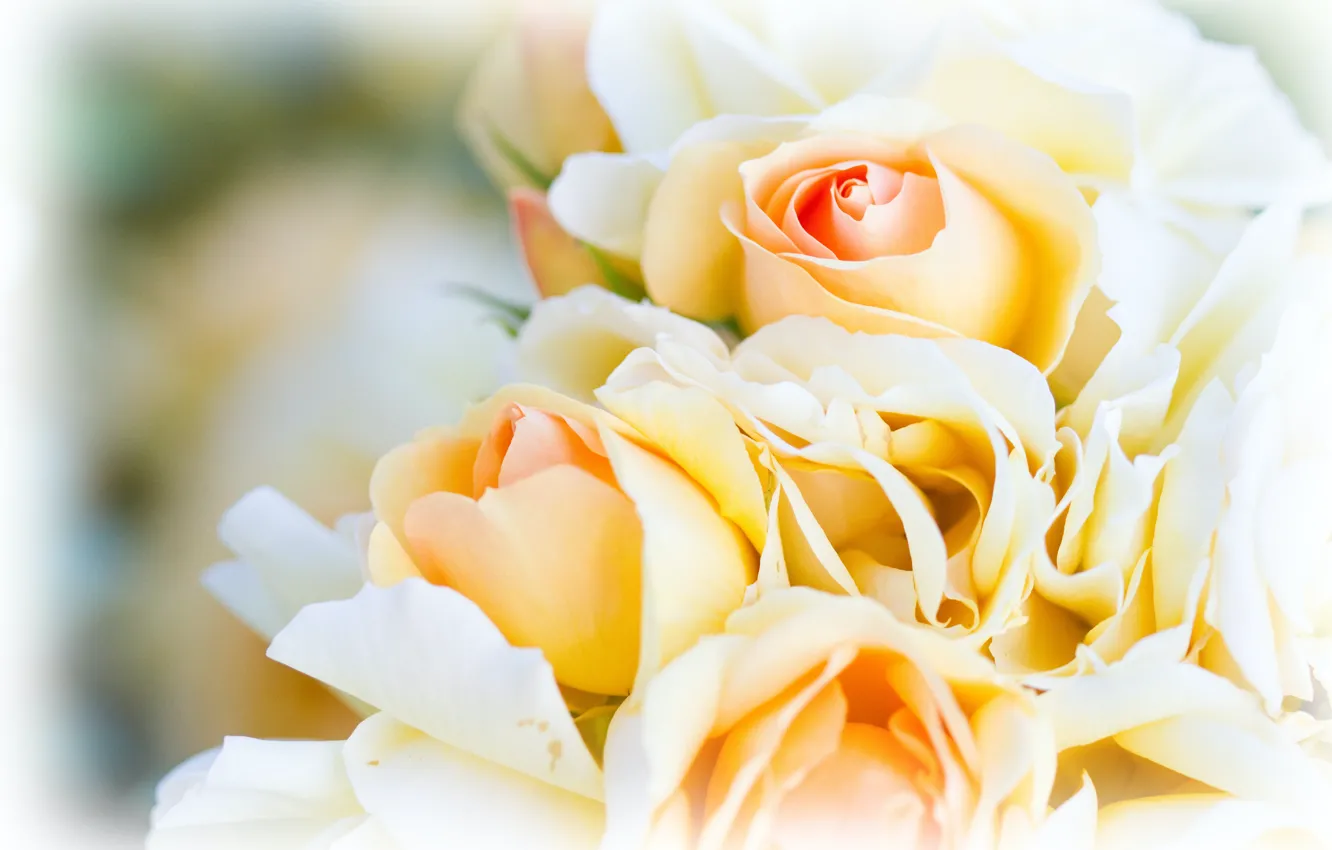Photo wallpaper flowers, roses, bouquet, yellow, white, light background, buds, bokeh