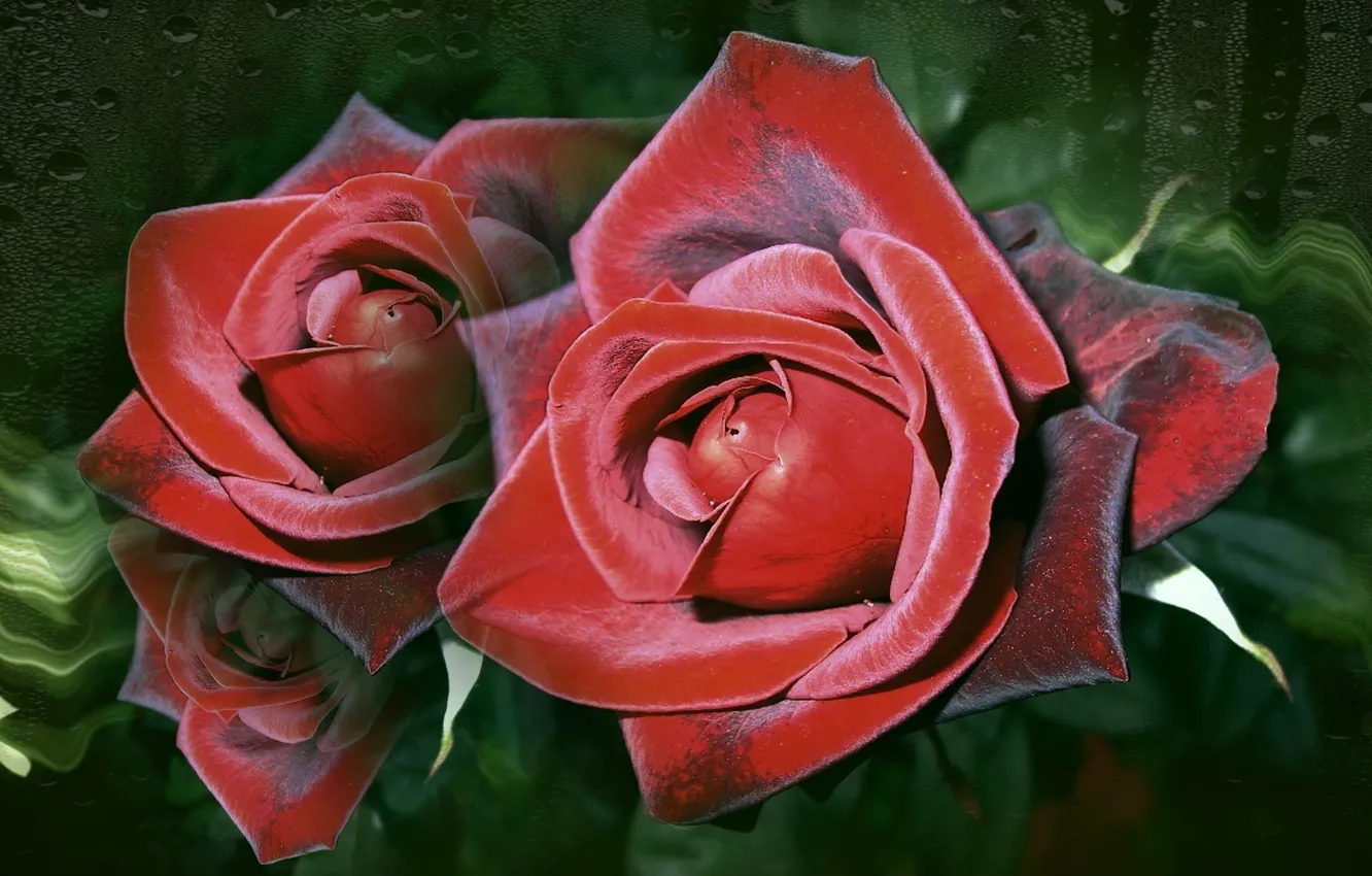 Photo wallpaper Wallpaper, roses, beauty, author's photo by Elena Anikina