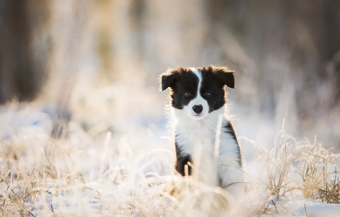 Photo wallpaper winter, look, dog, puppy