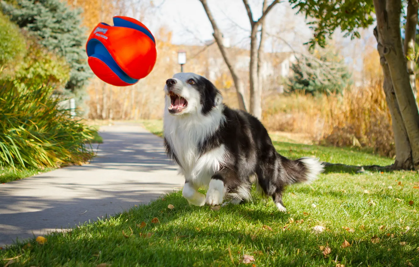 Photo wallpaper each, the game, dog