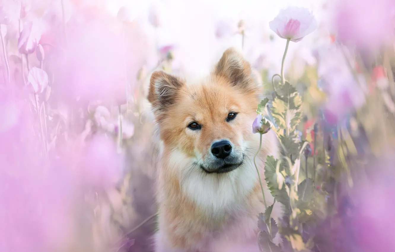 Photo wallpaper summer, look, face, flowers, pink, Maki, portrait, dog
