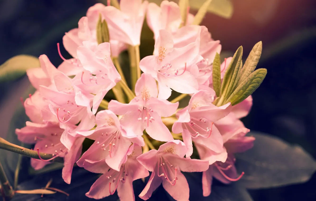 Photo wallpaper flower, Pink, Beautiful, Flowers, Rhododendron, Rhododendron, Rosby