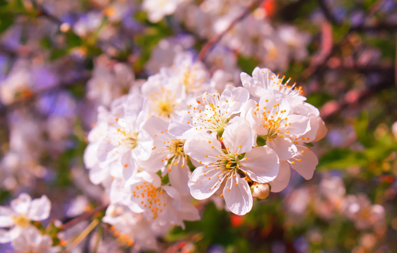 Photo wallpaper light, flowers, cherry, branch, spring, garden, Sakura, white