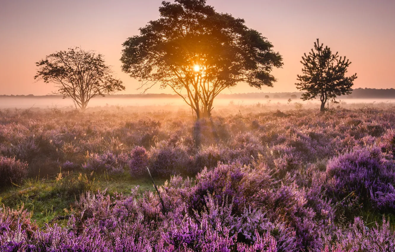 Photo wallpaper the sun, trees, sunset, Heather