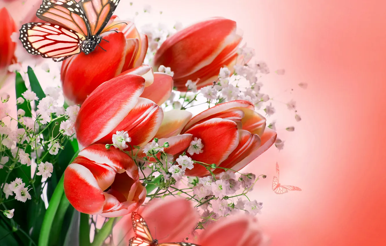 Photo wallpaper butterfly, flowers, bouquet, tulips, flowers, tulips, flowers and butterflies
