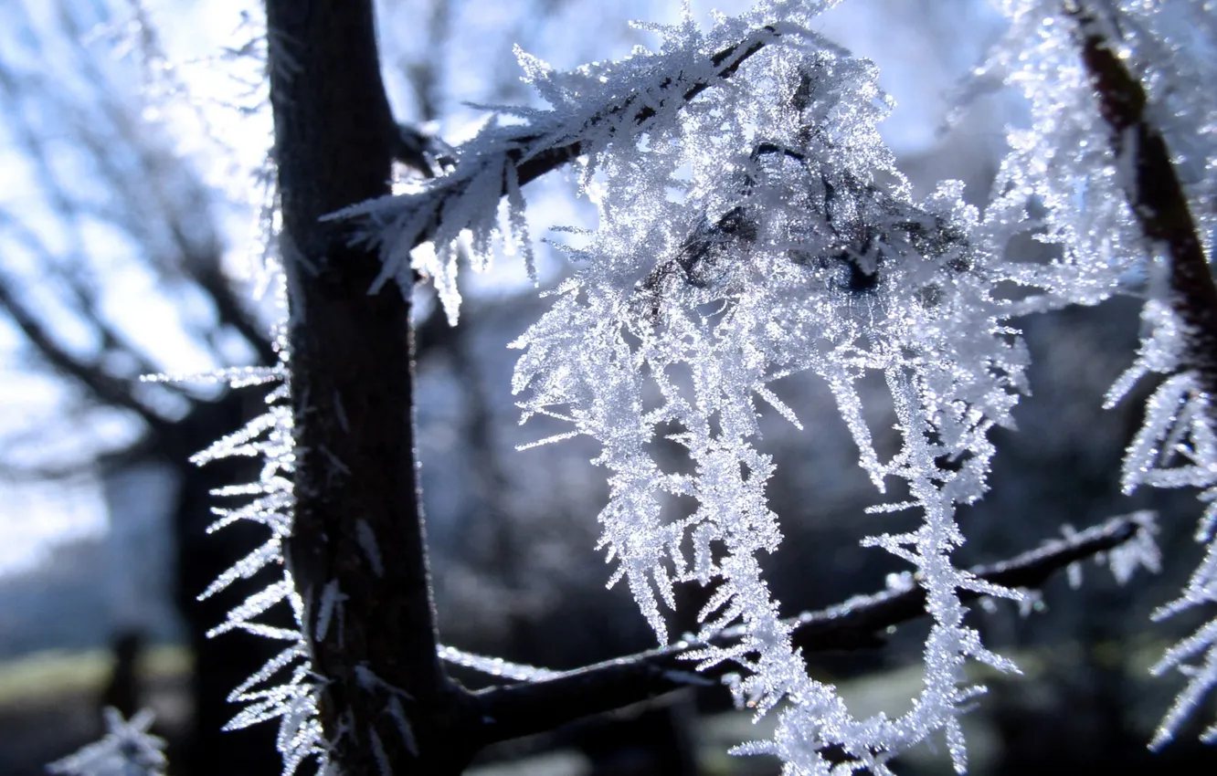 Photo wallpaper winter, snow, branches, frost, beautiful, Frost