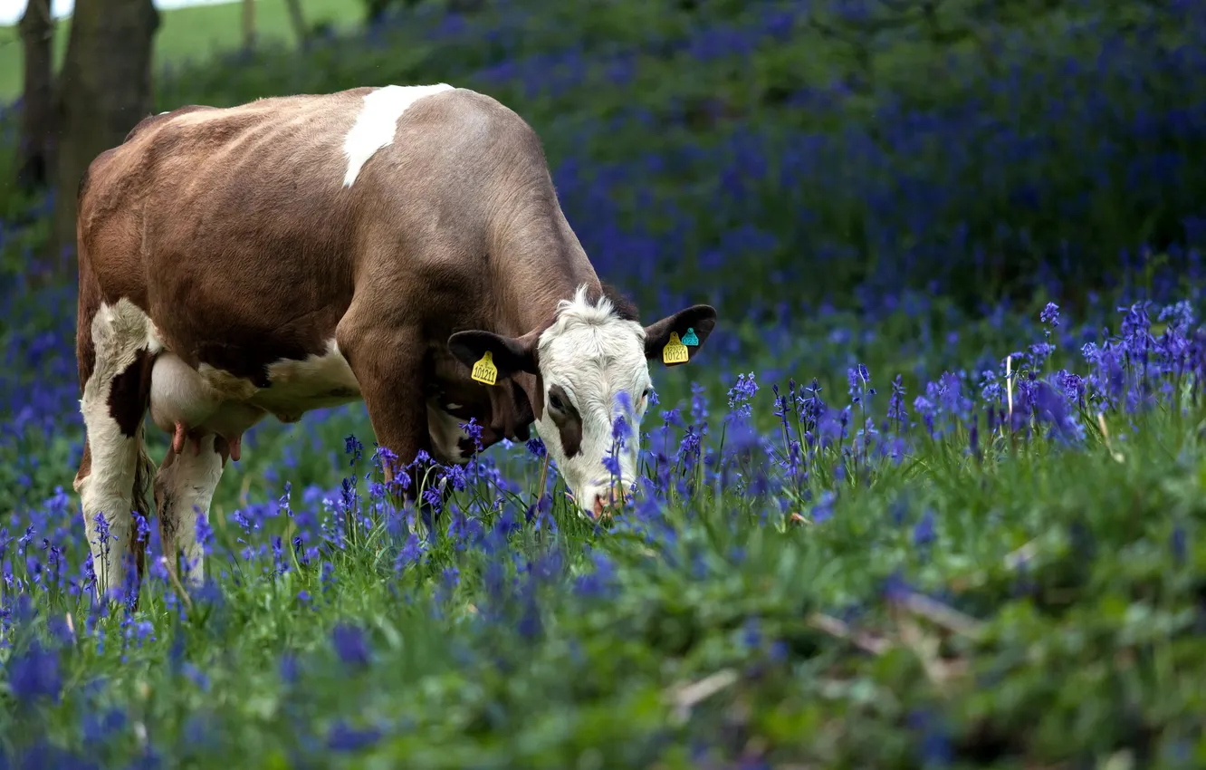 Photo wallpaper flowers, nature, cows