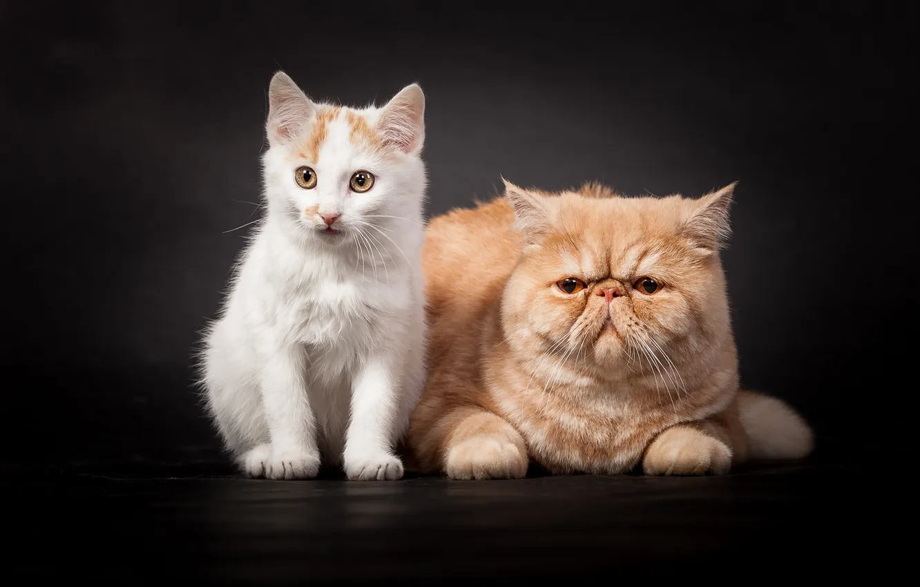 Photo wallpaper cat, look, background