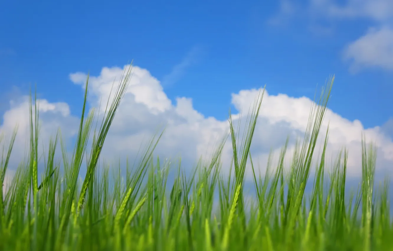 Photo wallpaper the sky, grass, clouds, macro