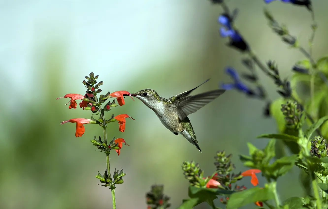 Photo wallpaper flowers, nature, bird