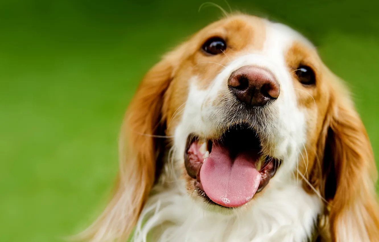 Photo wallpaper look, each, dog