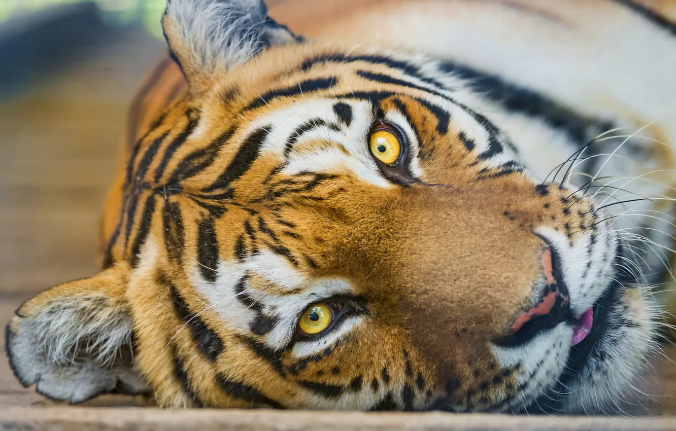 Photo wallpaper look, face, tiger, predator