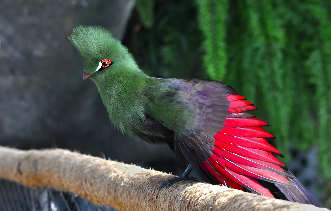 Photo wallpaper birds, travel, Dubai, UAE, turako, green planet, the bio-dome, common turaco