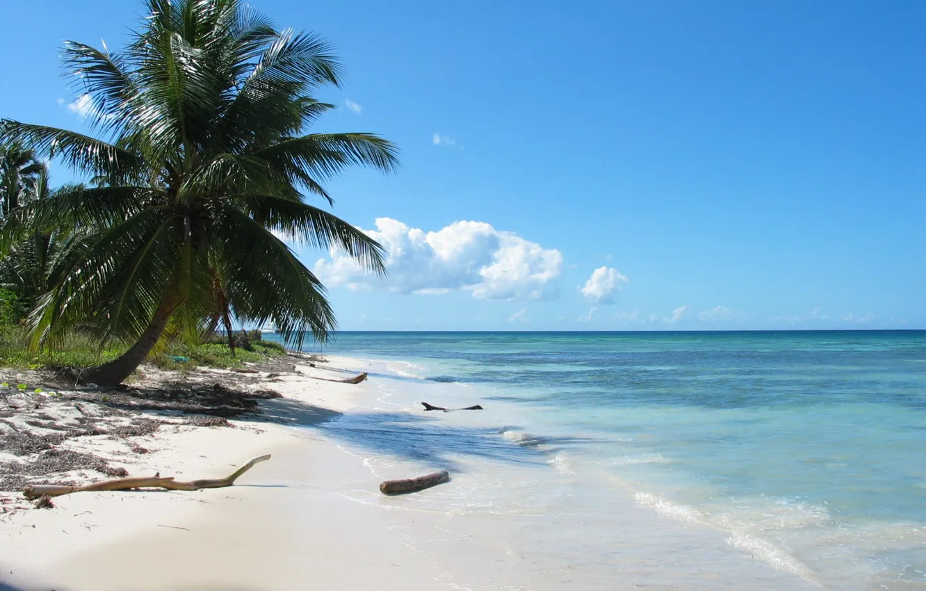 Photo wallpaper sea, palm trees, shore