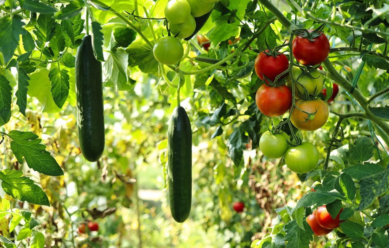 Photo wallpaper blur, bokeh, Garden, Fruits, Food, Vegetables, Plant, Tomatoes