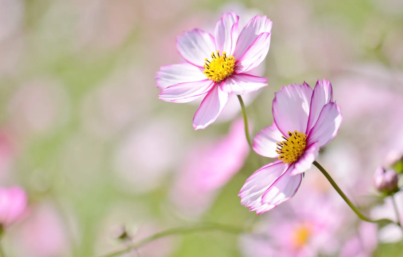 Photo wallpaper flowers, tenderness, bokeh, kosmeya