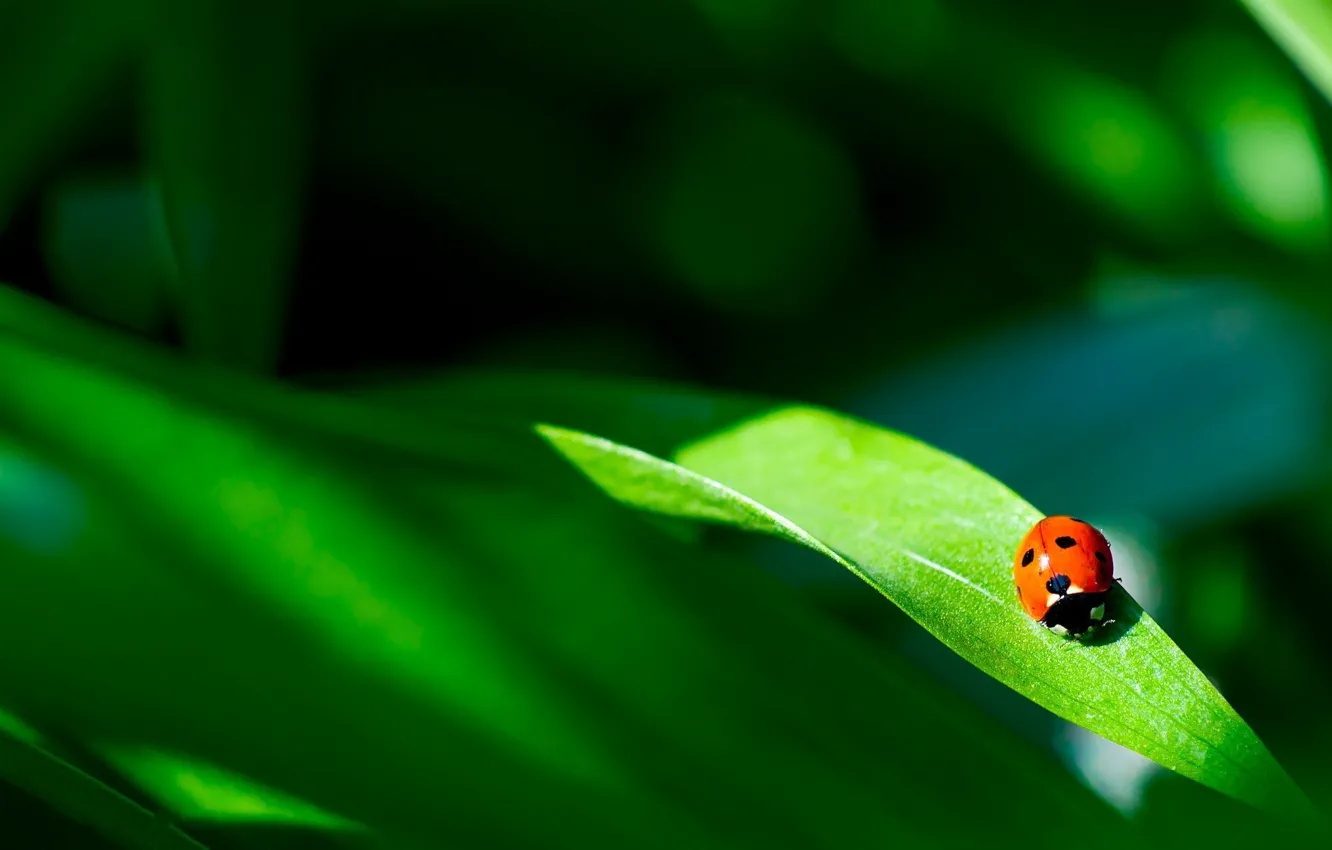 Photo wallpaper grass, leaves, nature, ladybug