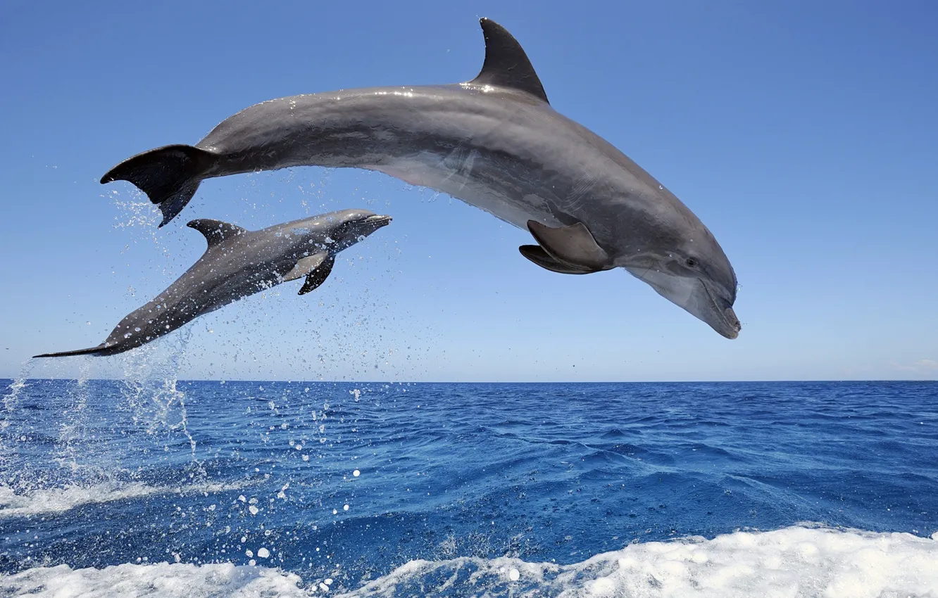 Photo wallpaper the sky, water, squirt, horizon, Dolphins
